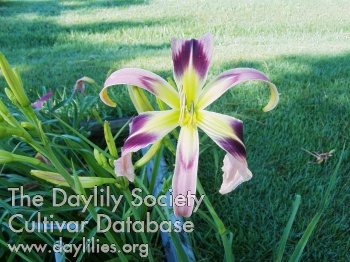 Daylily Lexie Dale Forrester